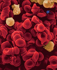 Recomendações para pacientes que estão usando Anticoagulante oral